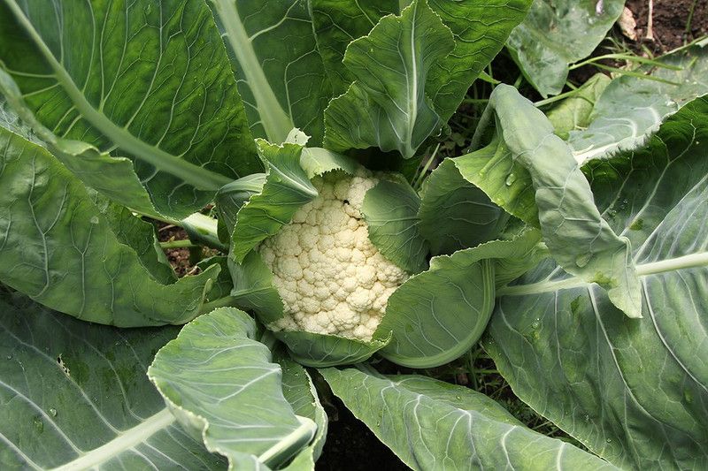Paudha Cauliflower F1 Seed  (40 per packet)