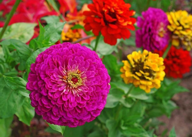 PLANTZON Zinnia-Dahlia Mix Hybrid flower Seed  (11 per packet)