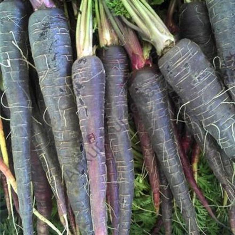 XOLDA Carrot Black Seed  (47 per packet)