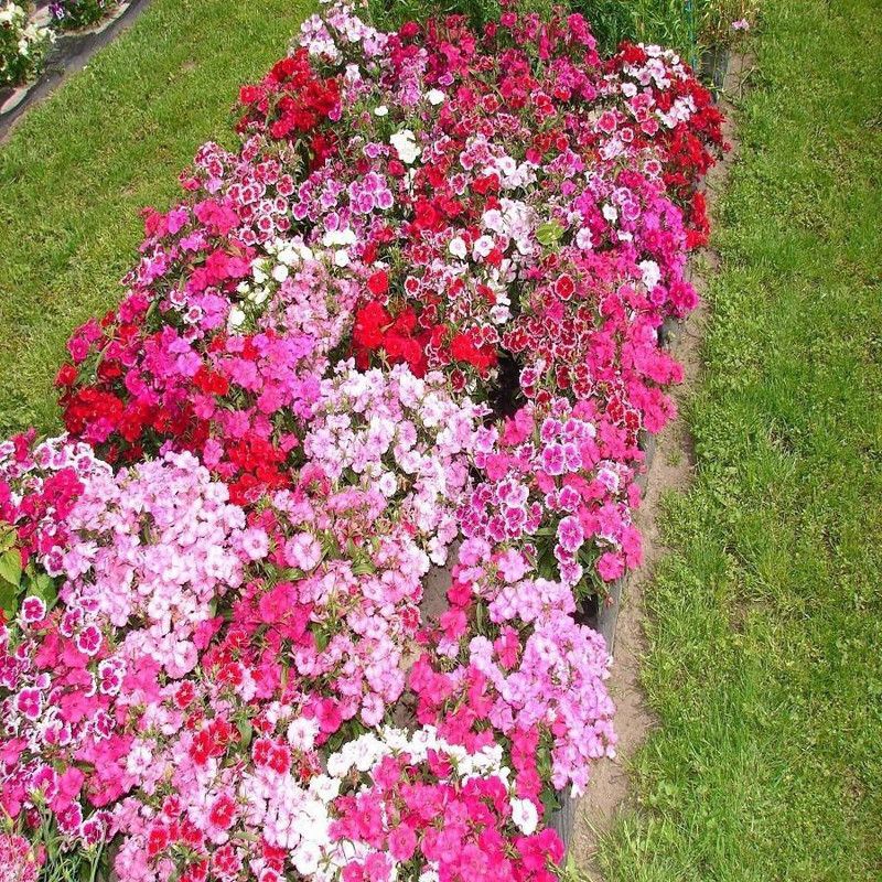 PMB Dianthus Baby Doll Mix Seed  (30 per packet)