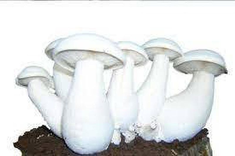 Qualtivate MUSHROOM SPAWN SEED Seed  (77 per packet)