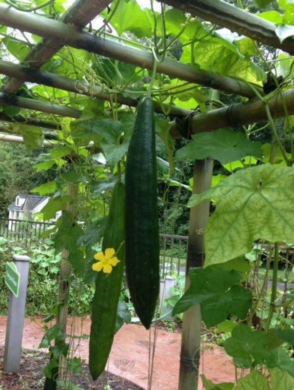 UGRA Organic Luffa/Ridge Gourd Seeds Seed  (400 per packet)