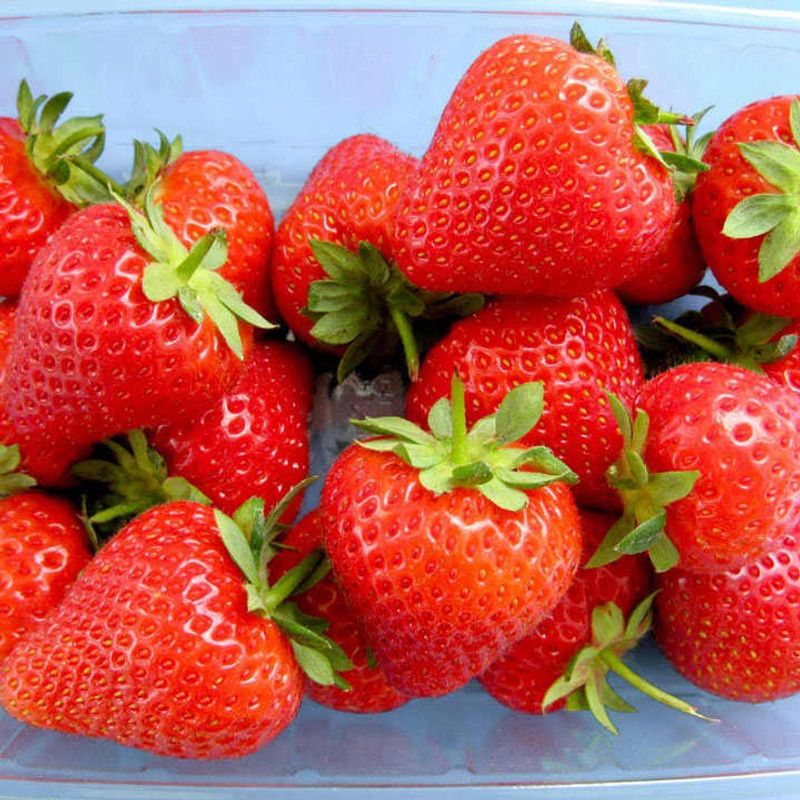 Paudha Strawberry Seed  (44 per packet)