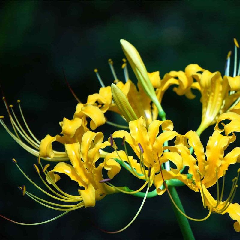 decorhomz Lycoris yellow summer flower bulbs pack of 5 for your garden Seed  (5 per packet)