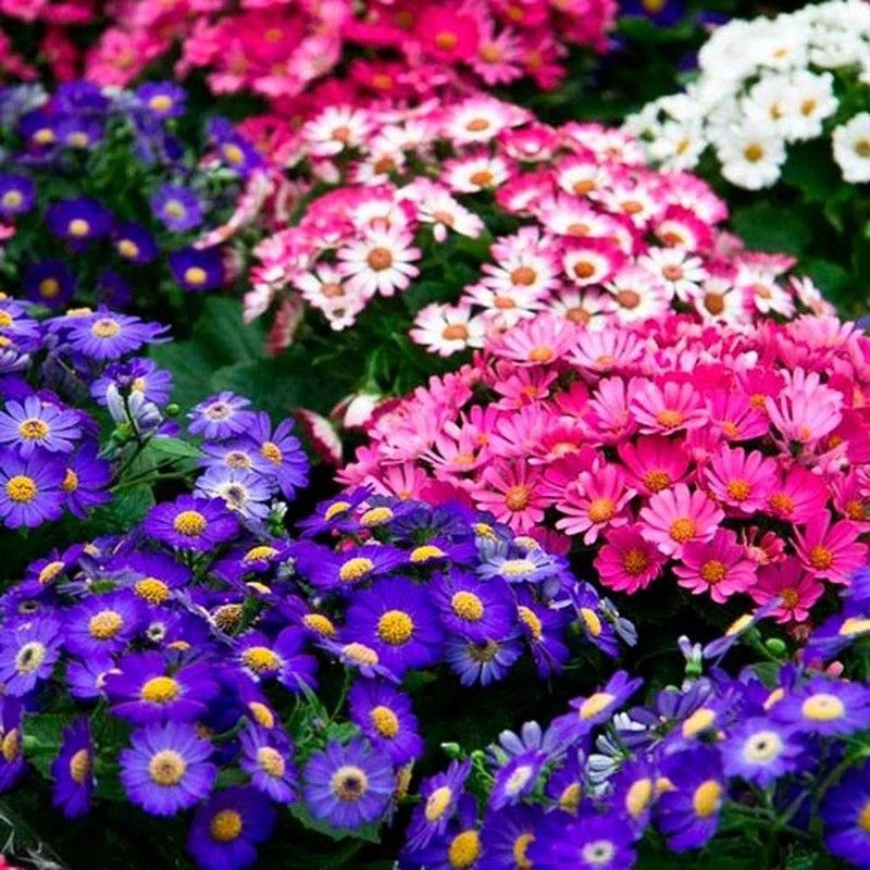 XOLDA Salvia Seed  (28 per packet)