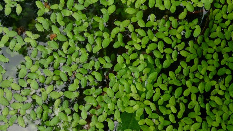 Treepoint lemna minors Seed  (120 per packet)