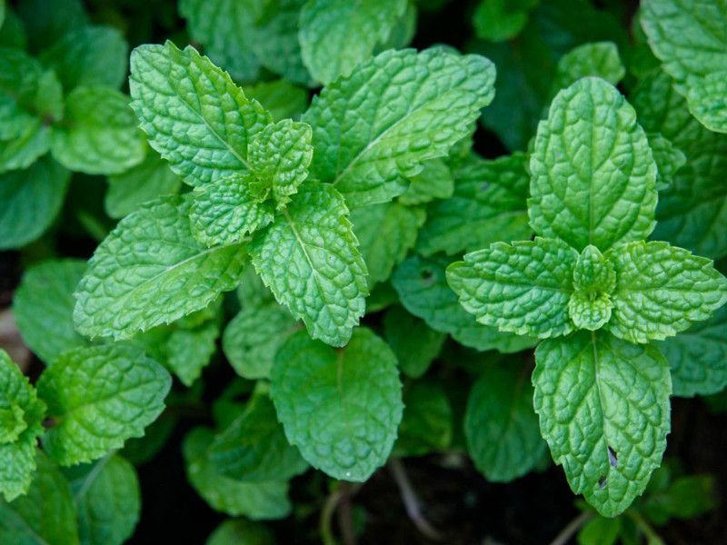 Mozette Organic PepperMint Seed  (11 per packet)