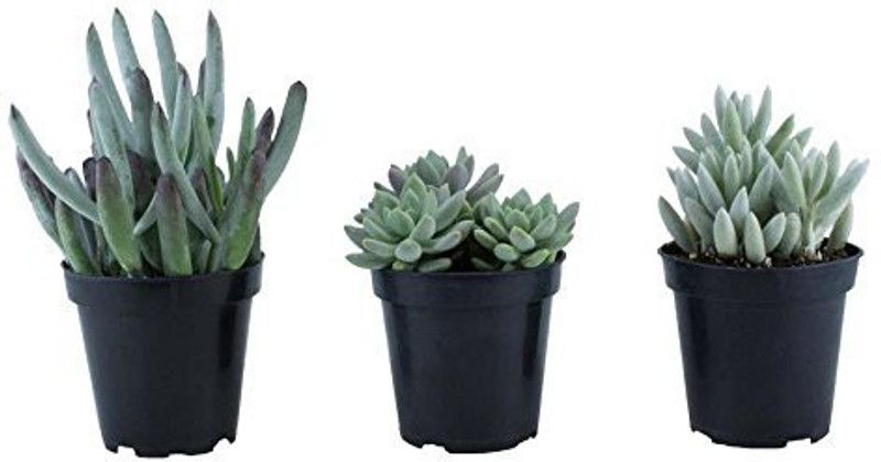 Indian Flora Exotic Succulent  (Pack of 3)