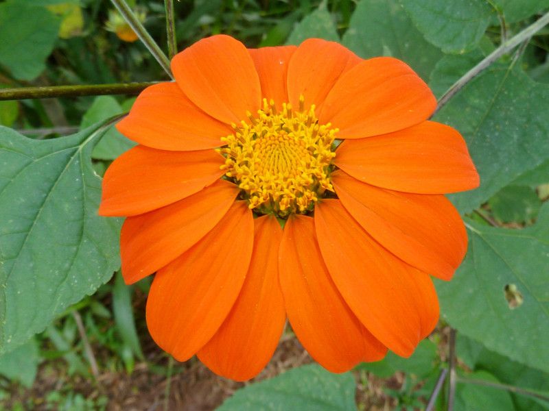 Nodoc Tithonia Seed  (29 per packet)