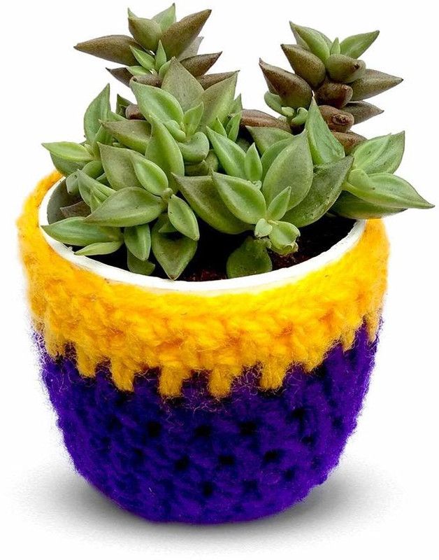 HILLMART Tecoma Plant  (Pack of 1)