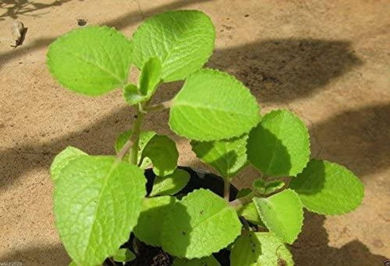 MVKR Ajwain Plant  (Hybrid, Pack of 1)