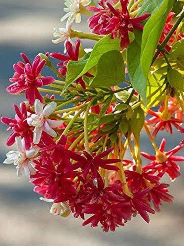 Click to buy Madhumalti/Rangoon Creeper  (Pack of 1)