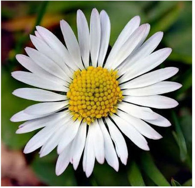 XOLDA Daisy white flower Seed  (34 per packet)