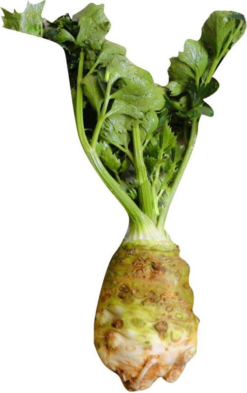 Nema Root Celery seeds - 100 Pcs Seed  (100 per packet)