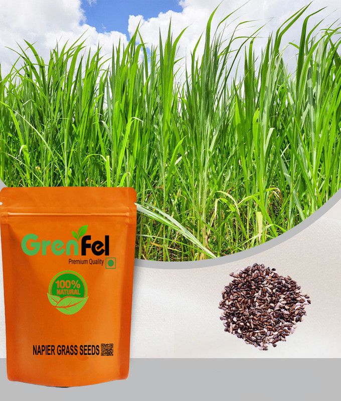 grenfel Napier Grass Seeds, 300gm Elephant,Fodder , Multi-Cut Grass High yield variety Seed  (300 g)