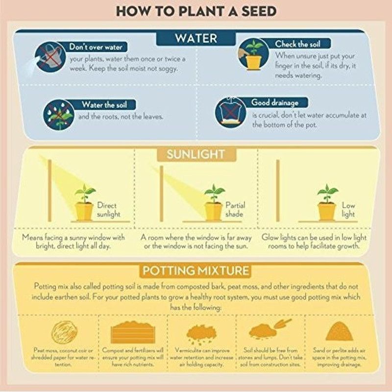 DIOART F1 HYBRID CAPSICUM SEEDS-267 Seed  (225 per packet)