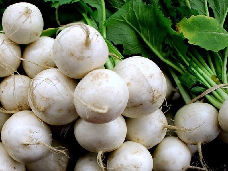 XOLDA Hybrid Turmp White Seed  (59 per packet)
