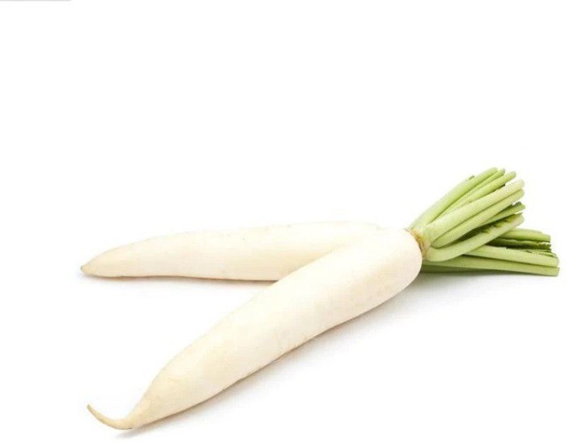 VINTI Radish (Long) - OP Vegetable Seed  (500 per packet)