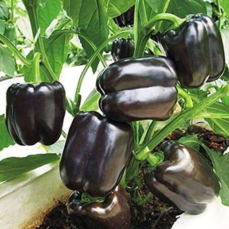 KANAYA Capsicum Seed  (475 per packet)