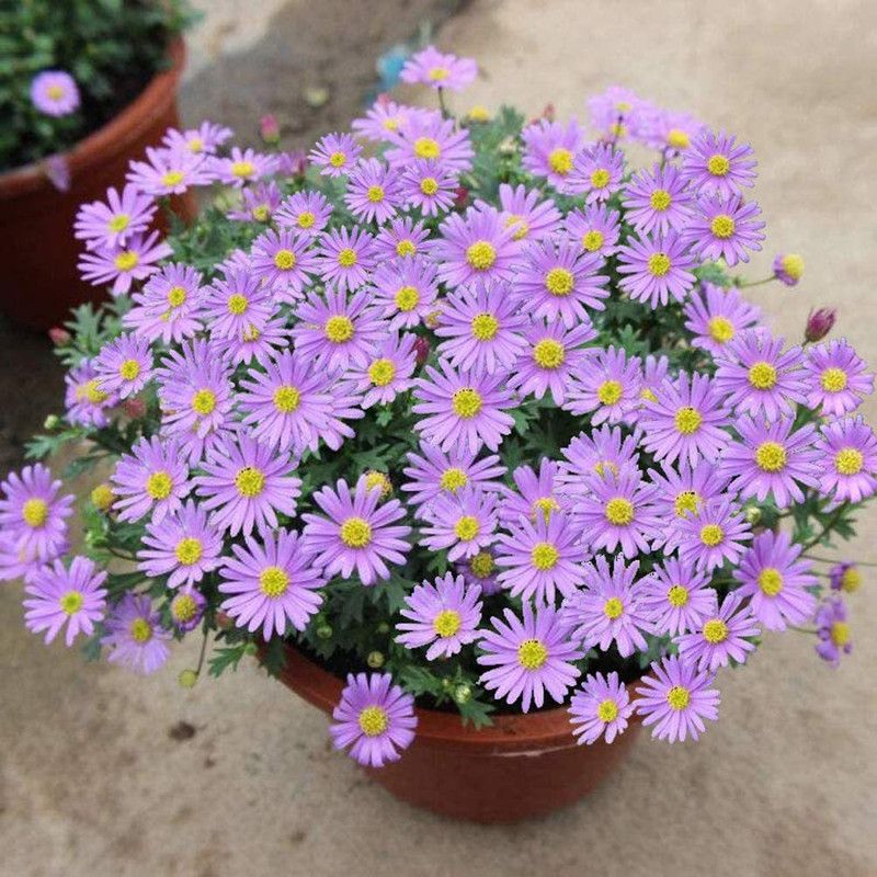 CYBEXIS Chrysanthemum Plants Seeds Seed  (1 g)