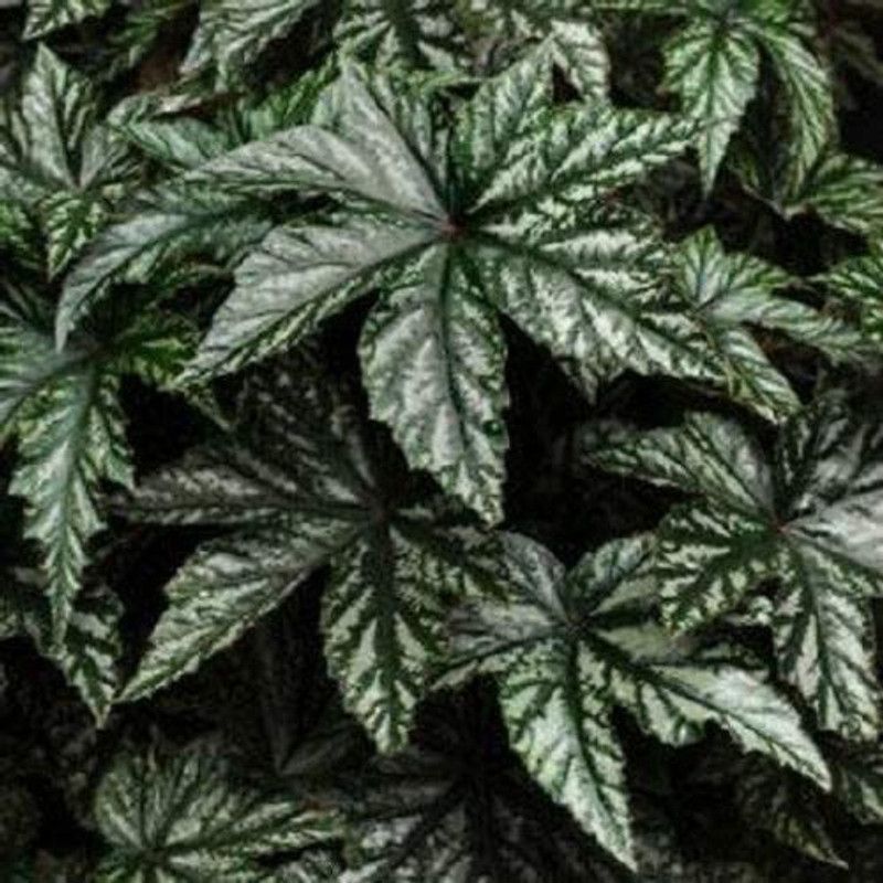 CYBEXIS Begonia Seeds Gryphon White Seed  (25 per packet)