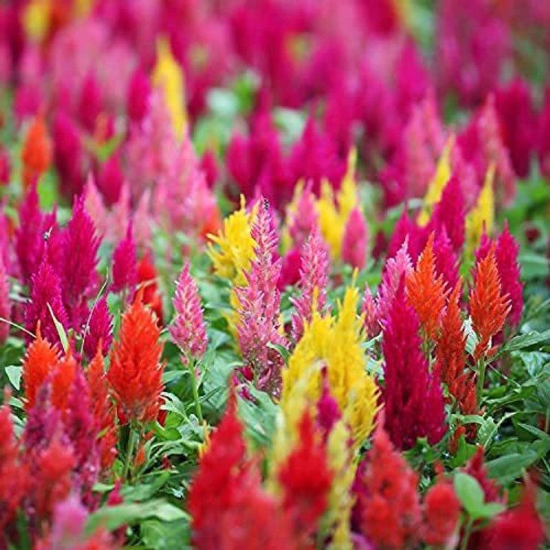CYBEXIS Celosia- Flower Seeds Seed  (50 per packet)