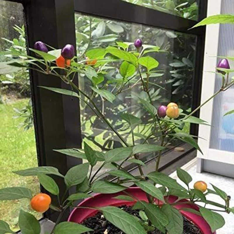 WILLVINE PUAS-611 Ornamental Chili Pepper Seeds Seed  (200 per packet)