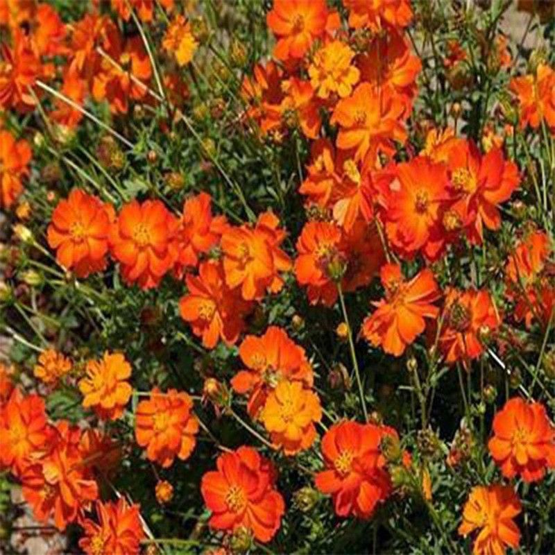 CYBEXIS Open Pollinated Cosmos Orange Seeds Seed  (25 per packet)