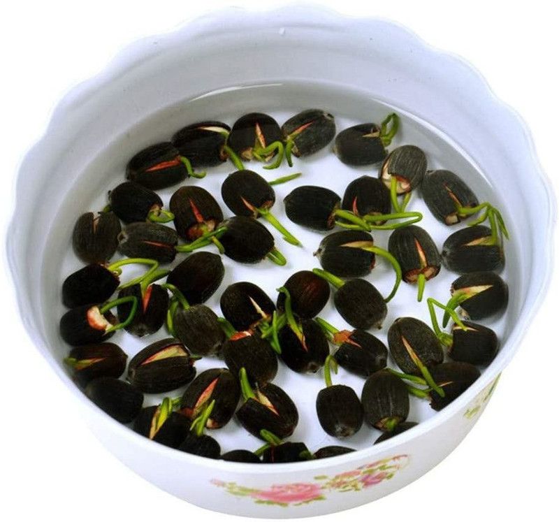 VibeX ® CBZ-1627 Lotus Seed Water Lily Aquatic Water Features Seeds Seed  (14 per packet)