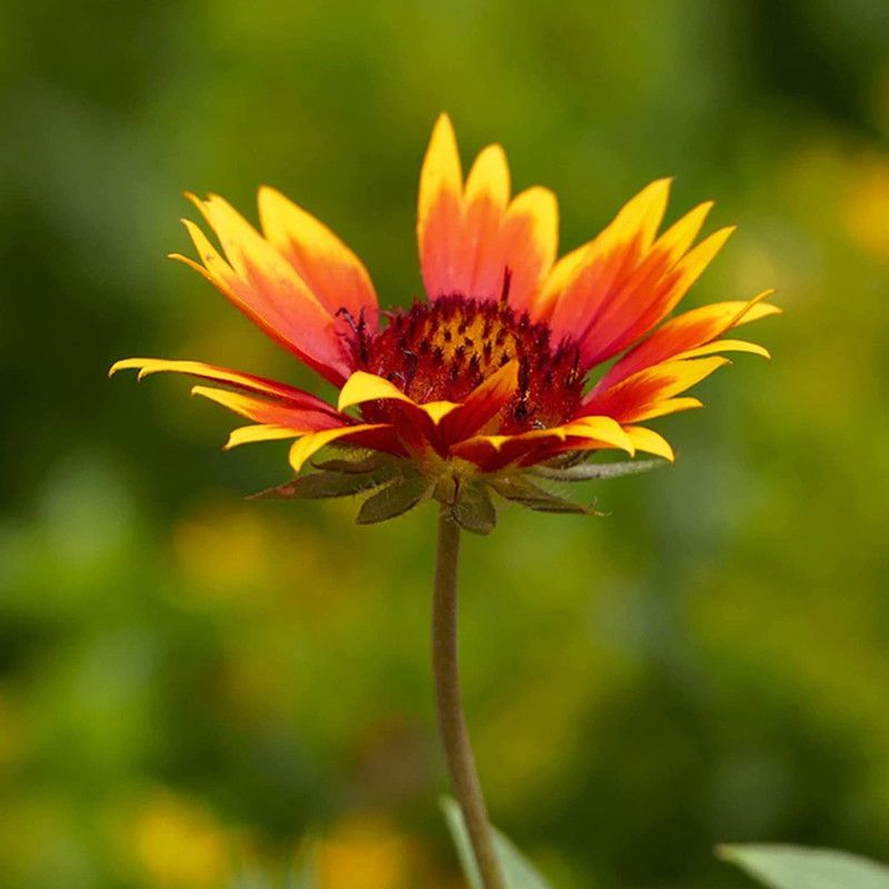 CYBEXIS Aromatic Chrysanthemum Seeds Non-GMO Seed  (1 g)