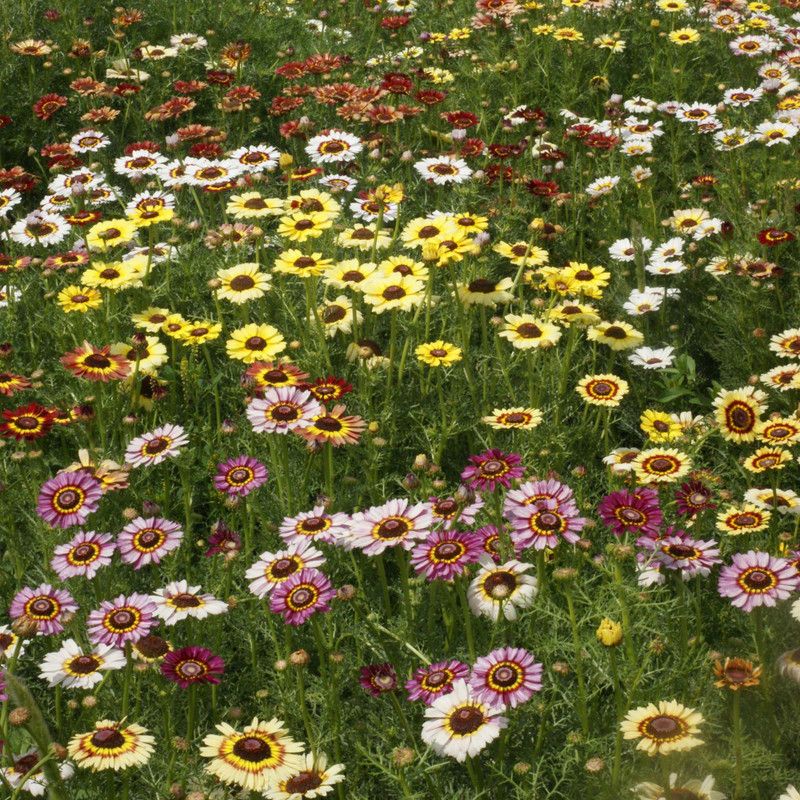 Paudha Chrysanthamum Mix/Chamanti Seed  (27 per packet)
