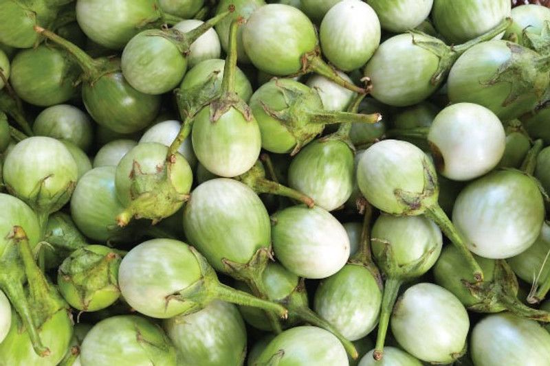Xesas Brinjal Green Seed  (40 per packet)