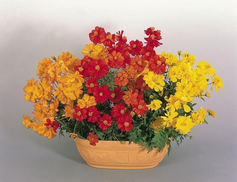 CYBEXIS Cosmos Sulphureus Cosmic Mix Seeds Seed  (25 per packet)