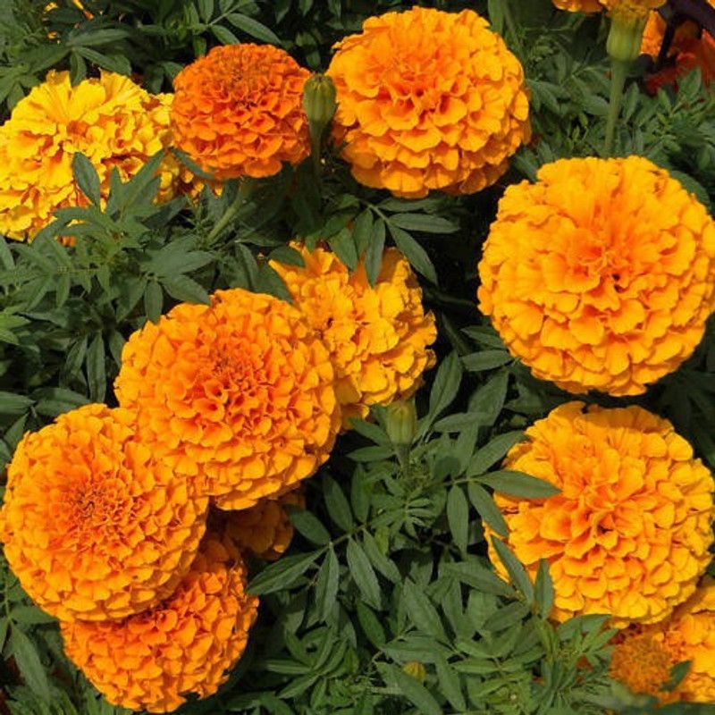 Infinite Green 11 Marigold / Genda Orange Flower Seed Balls Seed  (11 per packet)