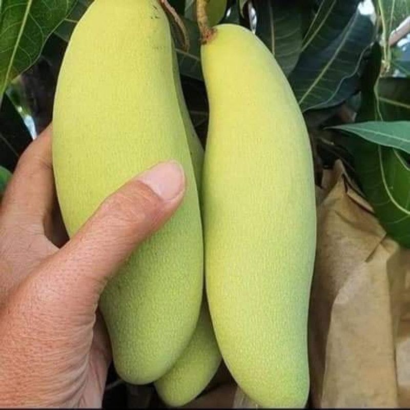 SANJU Mango Plant  (Hybrid, Pack of 1)