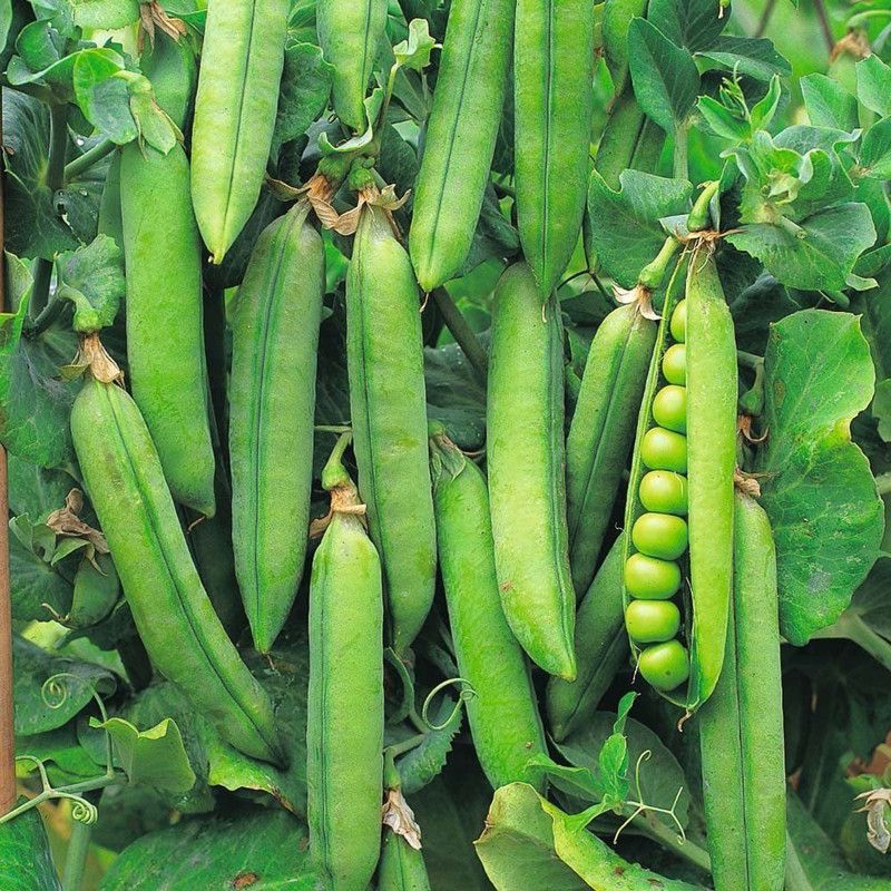 Qualtivate ™ Pea - Rondo Seeds (Main Crop) Seed  (500 per packet)