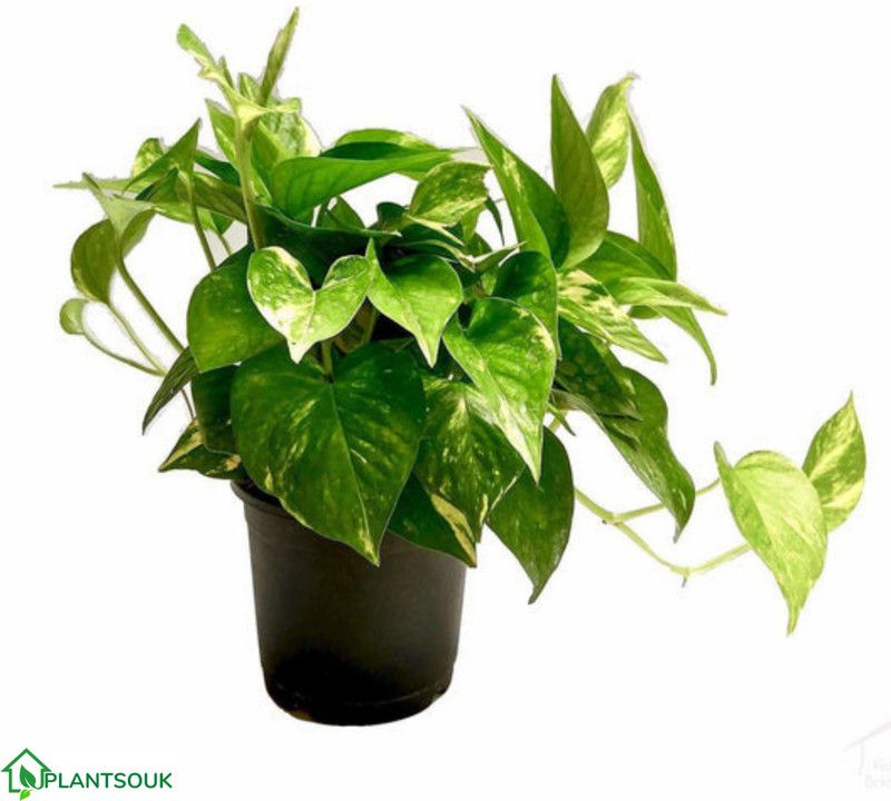 plantsouk Money Plant  (Hybrid, Pack of 1)