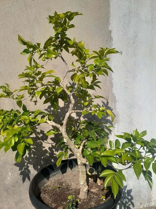 Zomoloco Murraya Paniculata Plant  (Hybrid, Pack of 1)