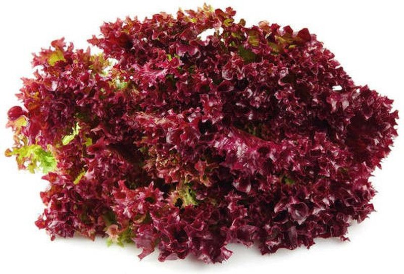 Mozette Red lettuce Seed  (100 per packet)