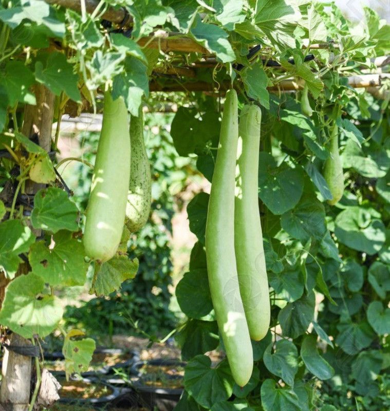 UGRA Long bottle gourd seeds Seed  (120 per packet)