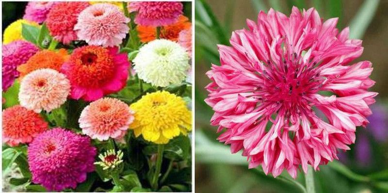 xcentax Zinnia Scabiosa Hybrid, Cornflower Seed  (20 per packet)