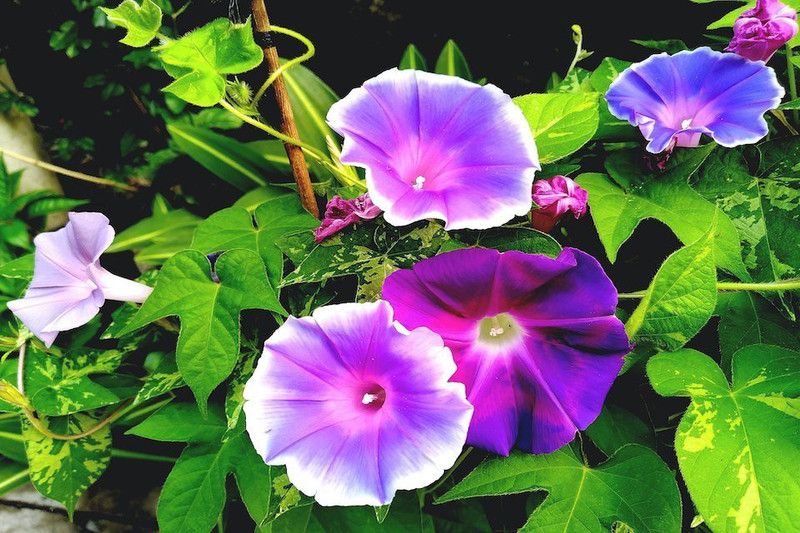 Paudha MorningGlory Hybrid flower Seed  (42 per packet)