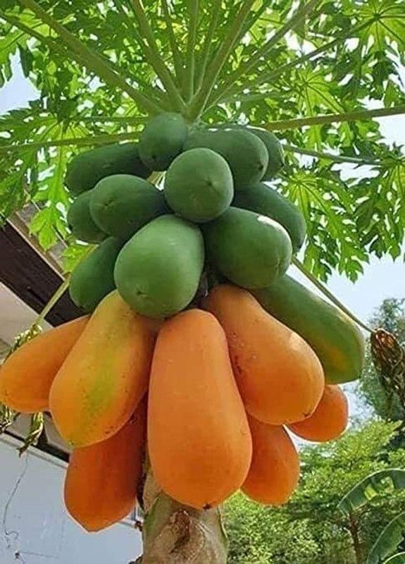 PLANTZON Papaya Hybrid Fruit Seed  (16 per packet)