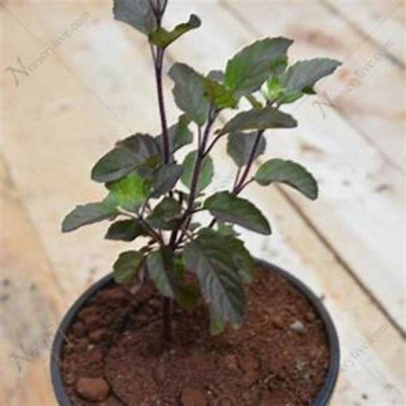 JR GLOBLE Tulsi Plant  (Hybrid, Pack of 1)