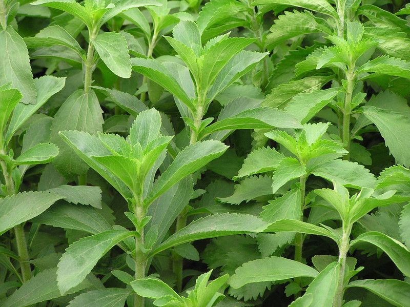 XOLDA Stevia Sweet Leaves Seed  (95 per packet)