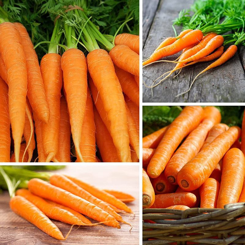 VibeX KGF -71 - Carrot for Planting - (250 Seeds) Seed  (250 per packet)