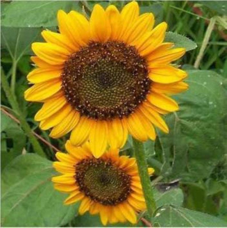 Beejaropan Sunflower Yellow Seed  (15 per packet)
