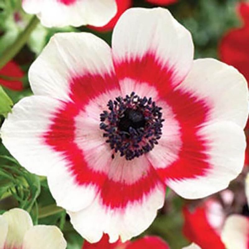Audbhidhi Anemone Biocolor Imported Flower Bulbs for All Season ( 20 bulbs) Seed  (20 per packet)