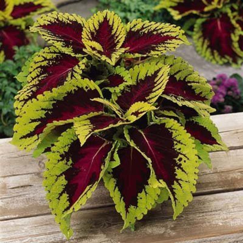 KANAYA Coleus Rainbow Mix Seed  (18 per packet)