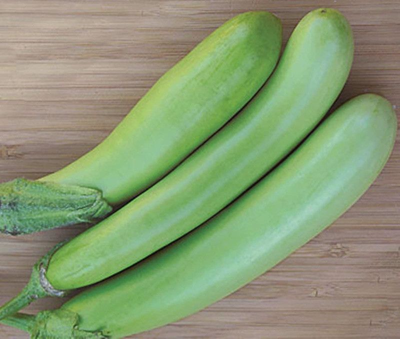 KANAYA Brinjal Green Long Seed  (48 per packet)